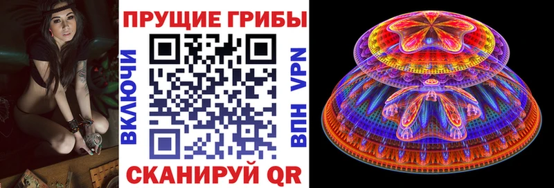 Галлюциногенные грибы Psilocybe  Камбарка 